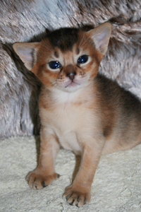 kit